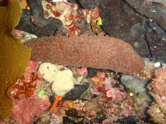  Australostichopus mollis (Brown Sea Cucumber)